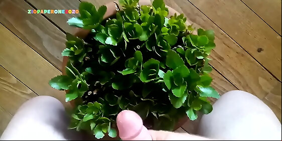 ziopaperone2020 jerk off i masturbate on a plant
